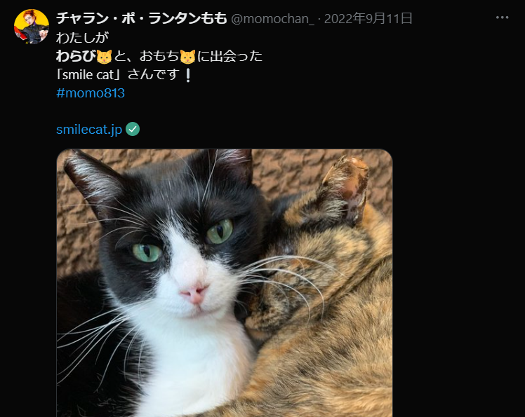  チャラン・ポ・ランタンももの飼い猫「わらび」と「おもち」